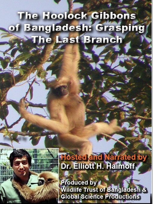 Hoolock Gibbons: Grasping the Last Branch